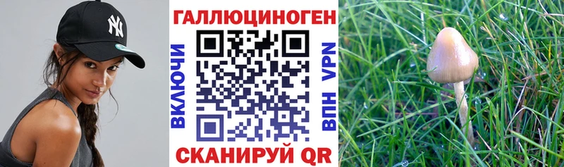 купить Курильск Галлюциногенные грибы мухоморы
